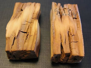 Гниение древесины: типы гнили, стадии, как остановить и ускорить процесс