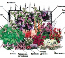 Цветник непрерывного цветения из многолетников: схемы, советы по устройству