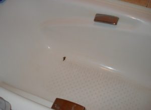 Как устранить скол эмали на ванной?