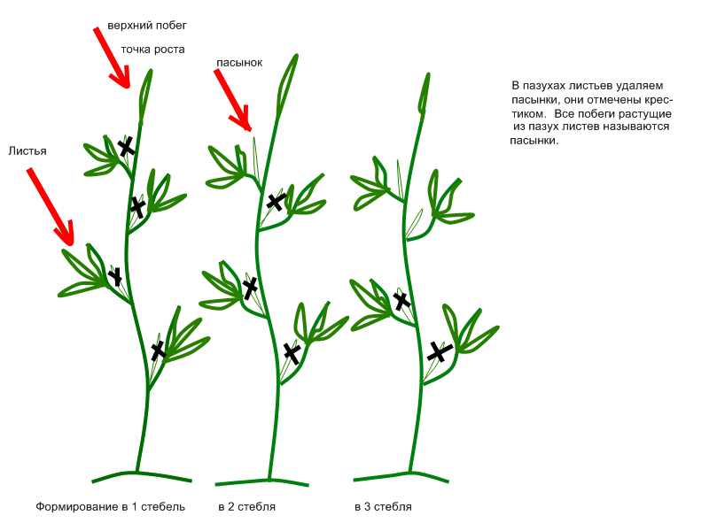 Помидоры: ранние низкорослые сорта для открытого грунта - подробное описание + агротехнология!