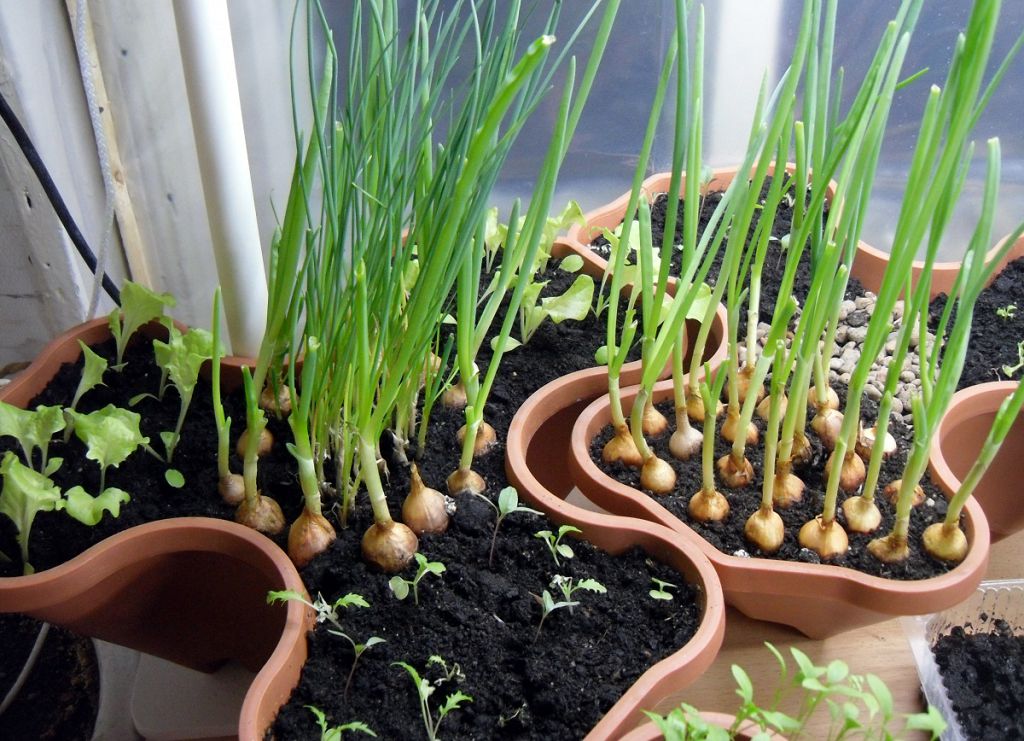 Огород на подоконнике зимой для начинающих - виды зелени для выращивания в домашних условиях