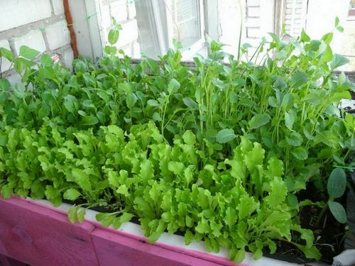 Выращивание зелени на балконе: как вырастить на подоконнике в домашних условиях