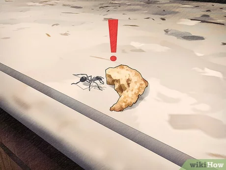 Как избавиться от муравьев с помощью ...