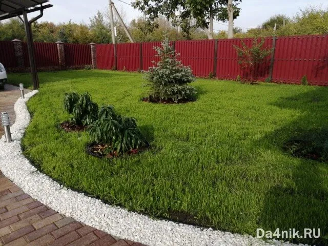 Как сделать газон на даче своими руками
