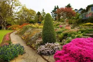 Каталог из 23 растений для рокариев: кусочек Швейцарии в саду (80+ фото и видео) 