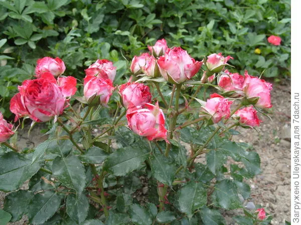 Цветёт отечественный миниатюрный сорт розы Гранатовый Браслет