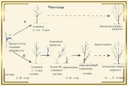 Абрикос краснощекий: описание сорта, правила выращивания, уход за деревом!