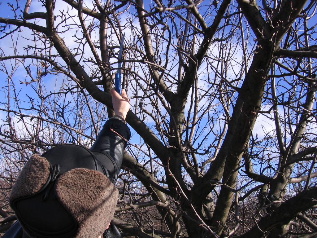 Абрикос краснощекий: описание сорта, правила выращивания, уход за деревом!
