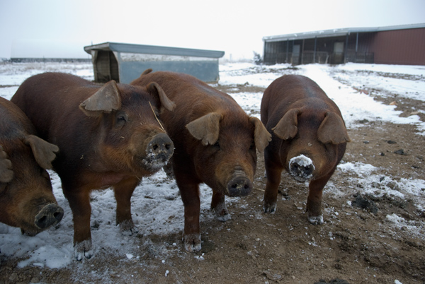 Дюрок порода свиней: характеристика и рекомендации по разведению!