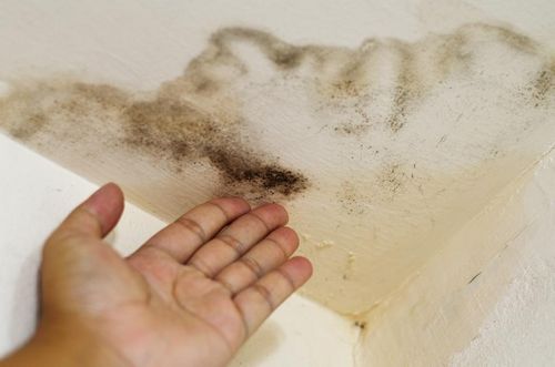 Как избавиться от грибка в ванной: как удалить, средство от плесени в комнате, как убрать и вывести черную, практические советы