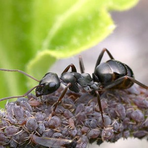 Как избавиться от муравьев на даче, огороде, теплице, средства