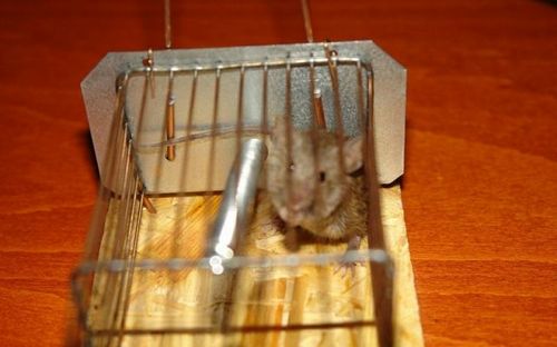 Как избавиться от мышей на даче навсегда