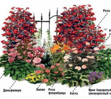 Цветник непрерывного цветения из многолетников: схемы, советы по устройству