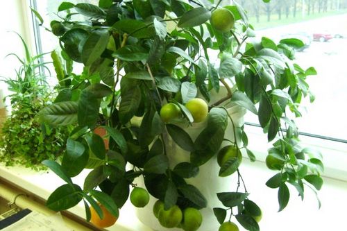 Как вырастить лимон из косточки и получить плоды?