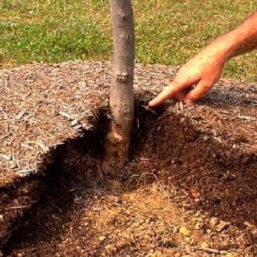 Мульчирование почвы: материалы, советы, видео инструкции