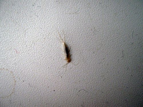Насекомые в ванной: многоножки в квартире, причины появления белых жучков, фото странных насекомых и мошки, как избавиться