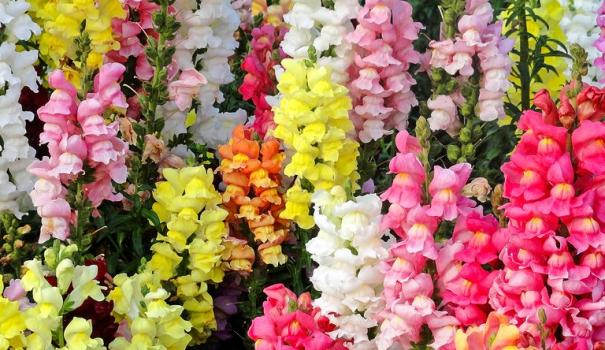 Неприхотливые цветы для клумбы цветущие все лето - перечень и описание цветов