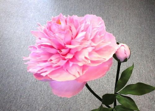 Пион из фоамирана: мастер класс пошагово, шаблоны и выкройки, видео как сделать розу, букеты цветов своими руками, бутон из зефирного