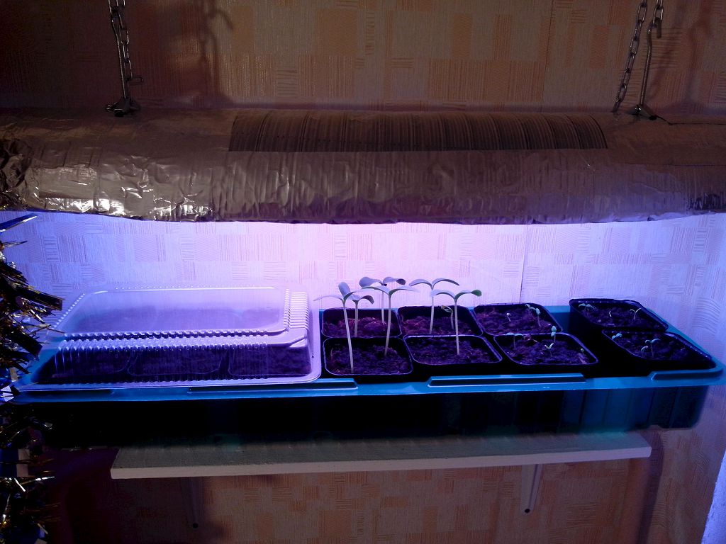 Подсветка рассады в домашних условиях - эффективные способы!