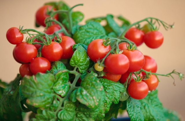 Помидоры черри: сорта, описание видов томатов, выращивание