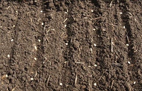 Помидоры: ранние низкорослые сорта для открытого грунта - подробное описание + агротехнология!