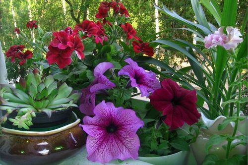 Рассада цветов в феврале: фото, советы как сеять семена дома
