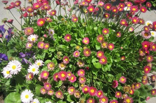 Рассада цветов в феврале: фото, советы как сеять семена дома