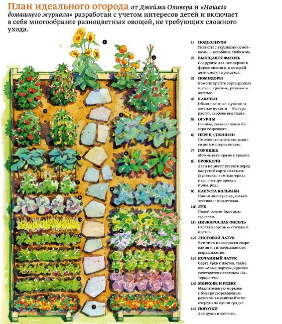 Севооборот овощных культур на дачном участке, таблица - подробная информация!