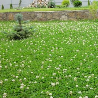 Виды газонов на даче и как правильно сеять траву для них: названия подходящих декоративных растений