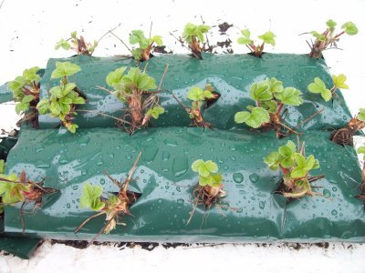 Выращивание клубники в домашних условиях: на балконе, подоконнике, зимовка, видео