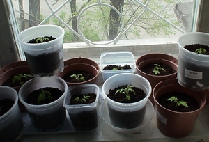 Выращивание помидоров на балконе: как вырастить томаты на подоконнике, пошагово
