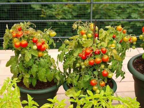 Выращивание помидоров на балконе: как вырастить томаты на подоконнике, пошагово
