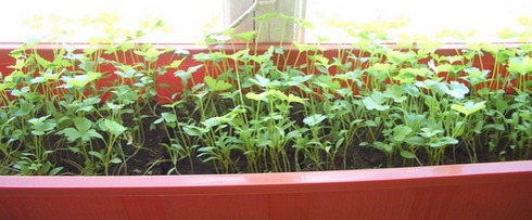 Выращивание зелени на балконе: как вырастить на подоконнике в домашних условиях