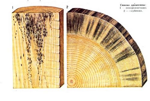 Защита деревянных конструкций от гниения и грибка: рекомендации