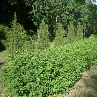 Живая изгородь своими руками: пошаговая инструкция, видео, как правильно посадить и вырастить зеленый забор