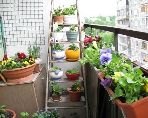 Зимний сад на балконе или на лоджии: оформление